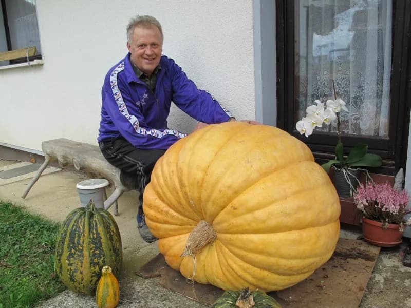 Pumpkins grown by Ciril Grilc weighed 1,400 kilograms