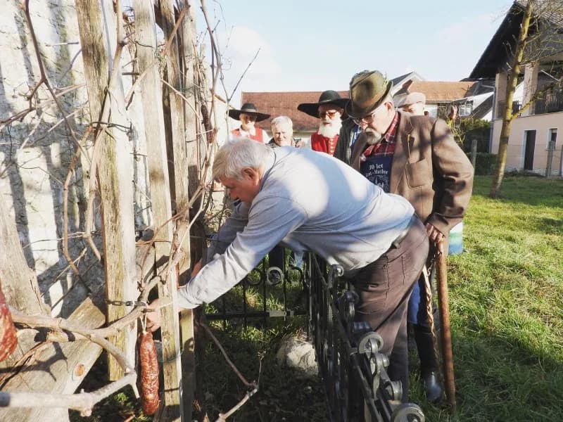 V Cerkljah imamo potomko najstarejše vinske trte na svetu!